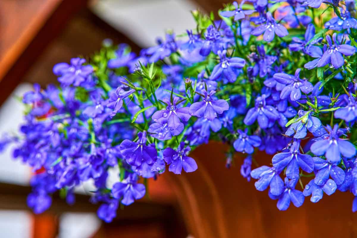 Hummingbirds and other pollinators love lobelia flowers.