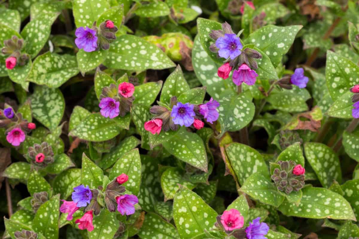 Lungwort is an ideal shade perennial.