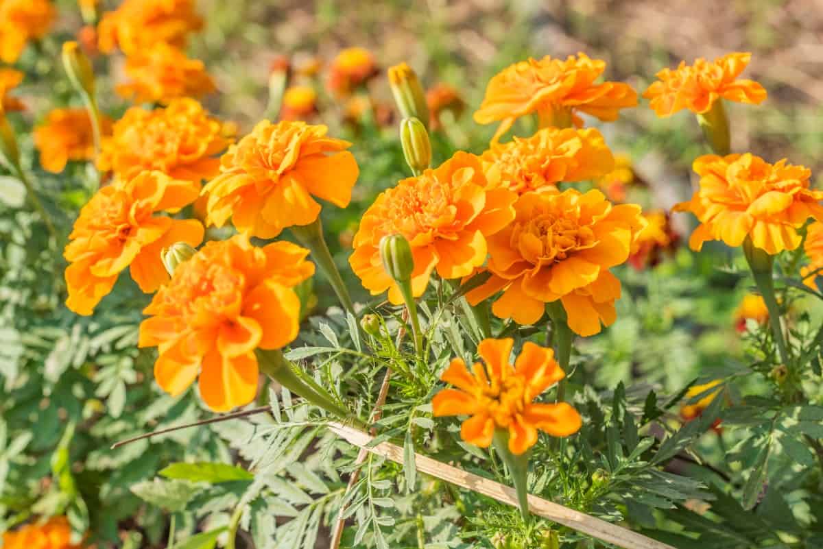 Marigolds discourage mosquitoes and many other garden pests.