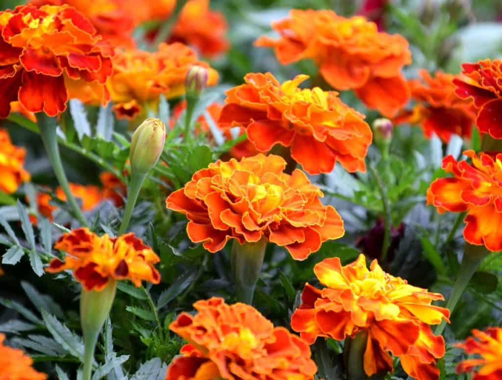 Marigolds come in bright yellows and oranges and deter all types of unwanted insects.