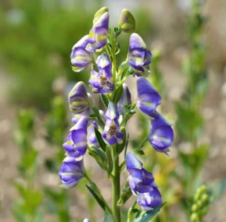 Monkshood or wolfsbane is a poisonous perennial that thrives in shade.