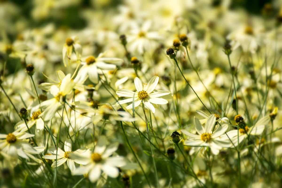 For a long-blooming perennial, plant some moonbeam tickseed.