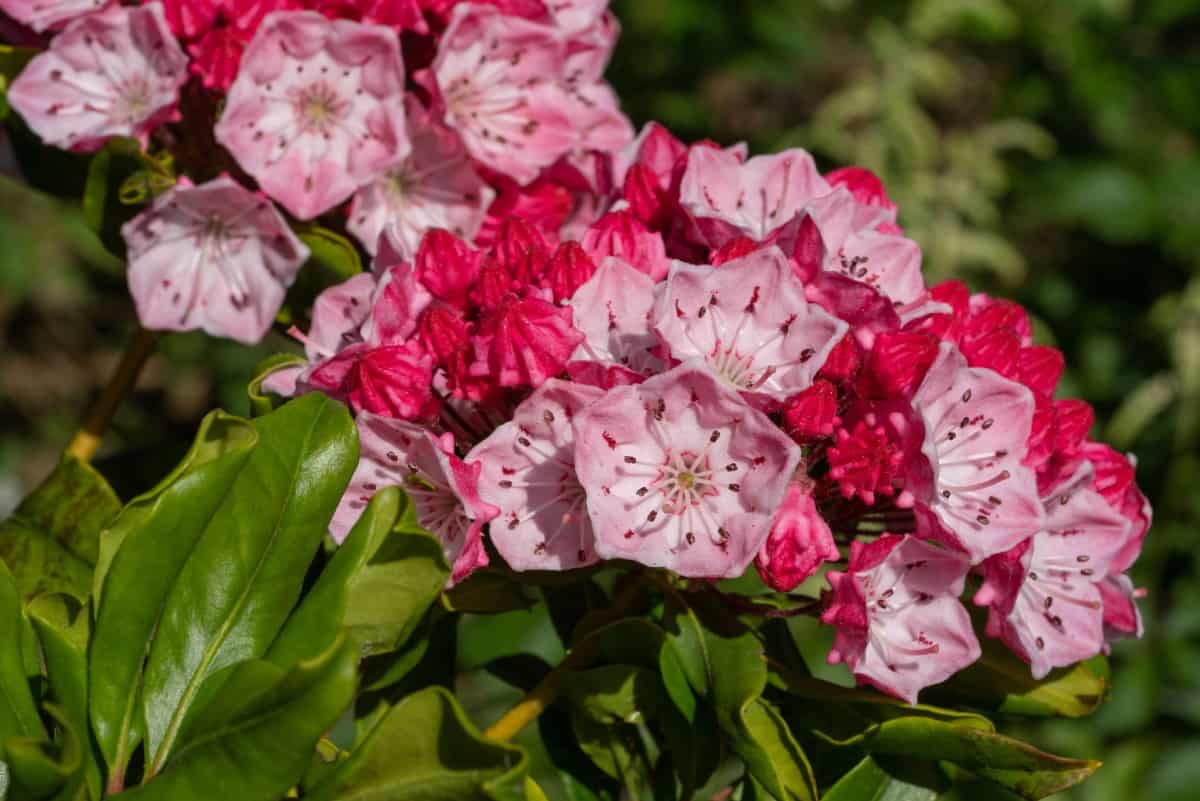 Mountain laurel has lovely flowers that flourish when the shrub is planted in ideal conditions.