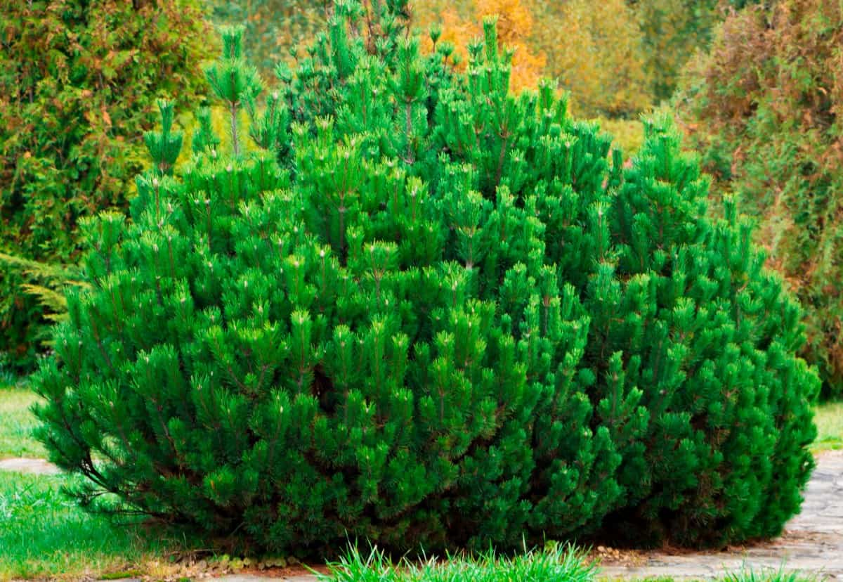 The mugo pine is also known as the mountain pine.