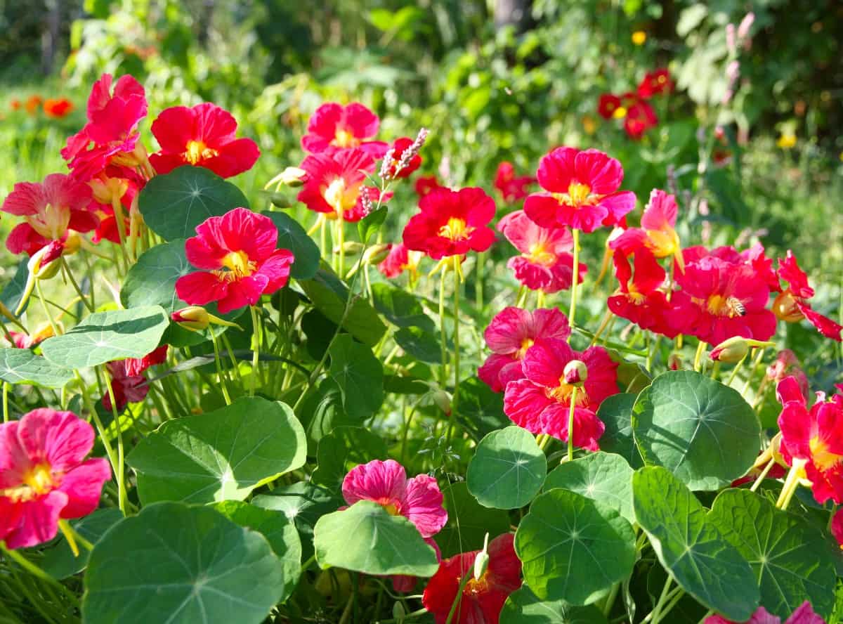 Nasturtiums are brightly-colored flowers that grow amazingly fast.