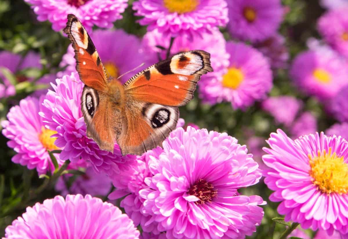 The New England aster attracts all kinds of pollinators.