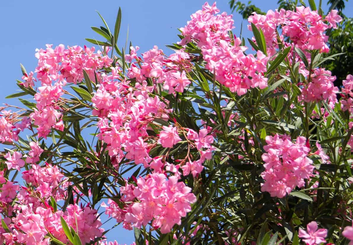 Oleander is a drought-tolerant plant that prefers warm climates.