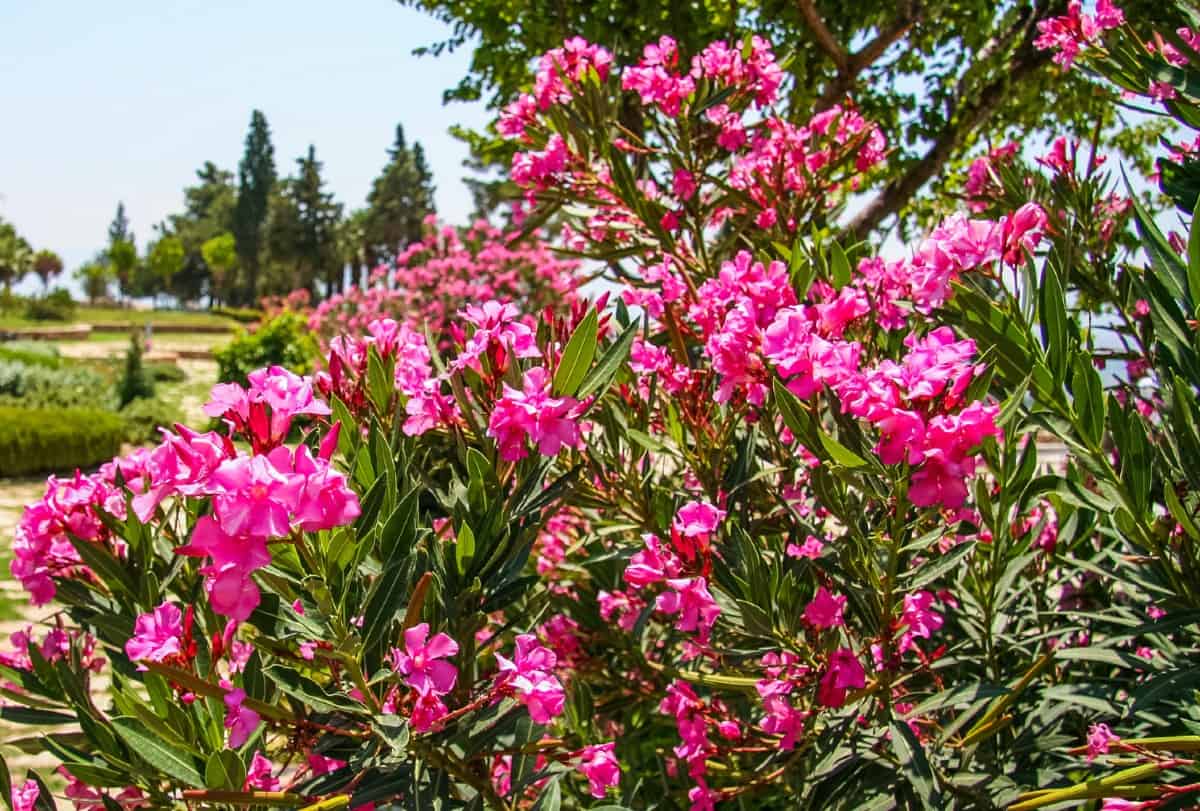 Oleander is an ideal shrub for high pollution locations.