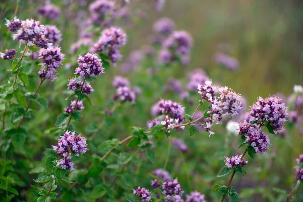 Oregano is a perennial herb that bees love.