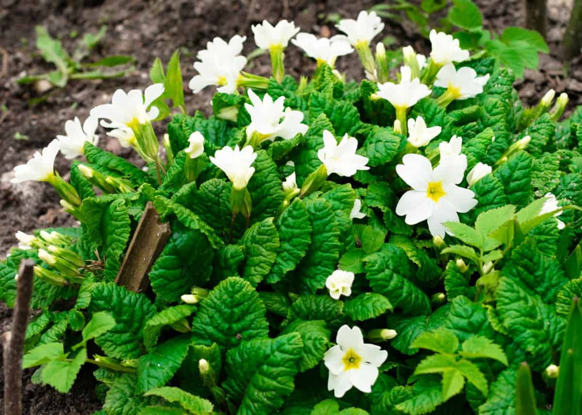 Grow low-maintenance oxalis in shady areas.