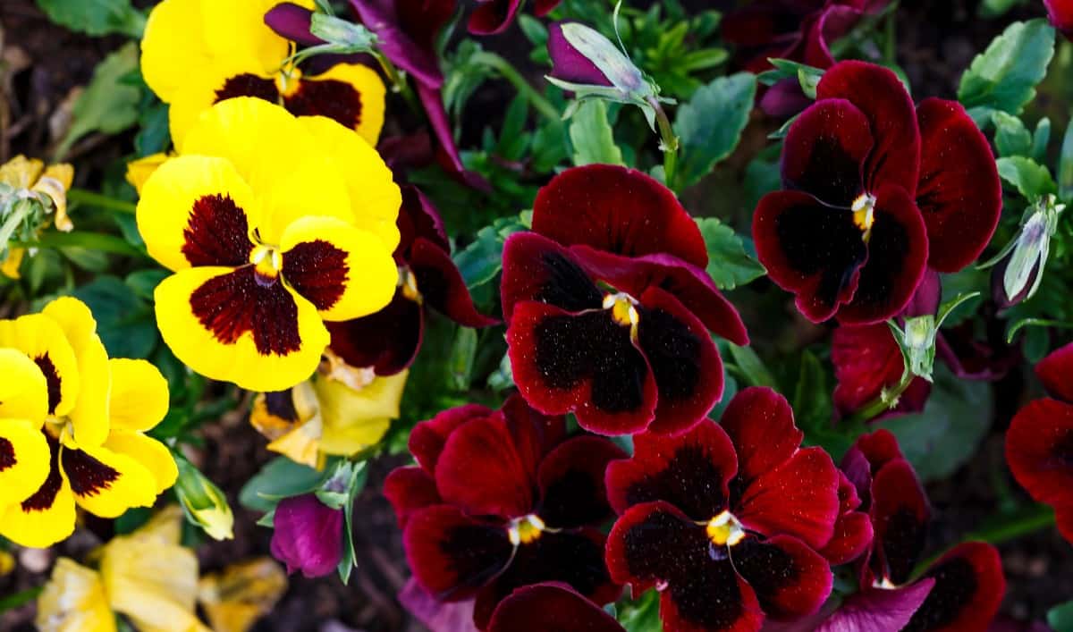 Pansies are low-growing flowers that flourish in cooler weather.