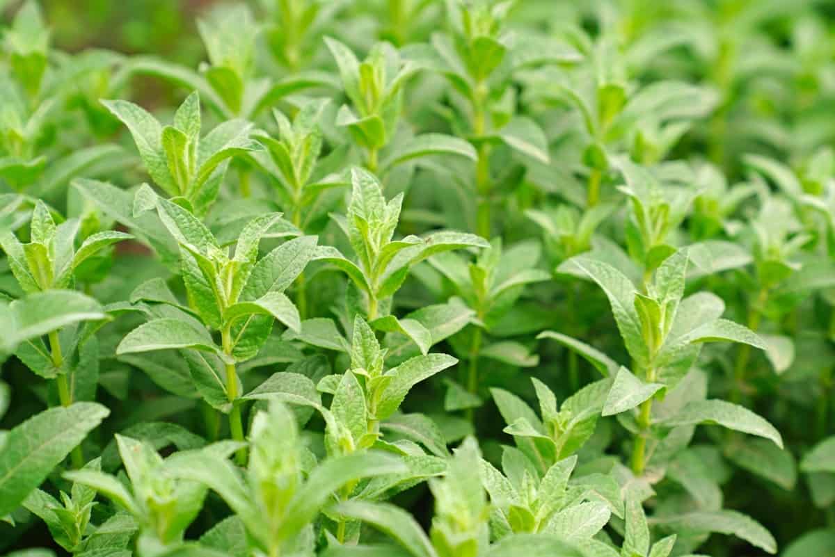 Pennyroyal deters insects like mosquitoes as well as cats.