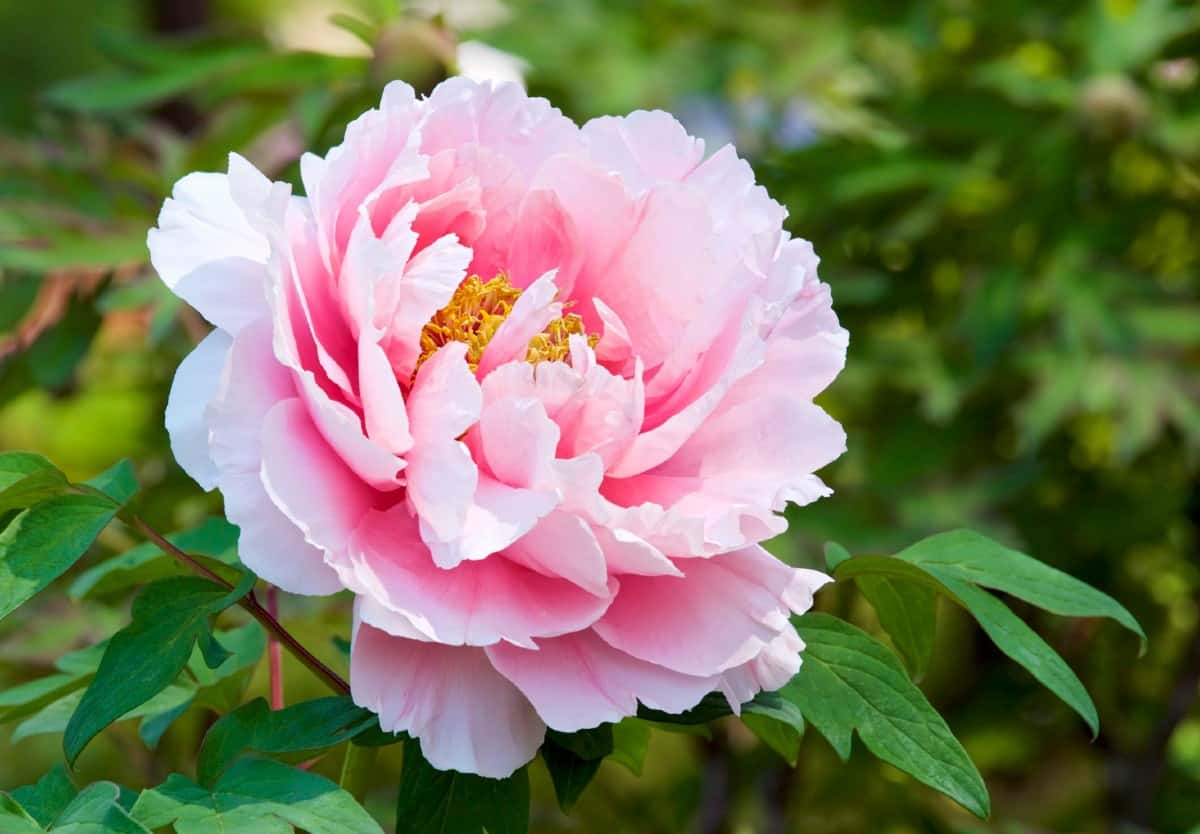 The peony has a heady and intoxicating fragrance.