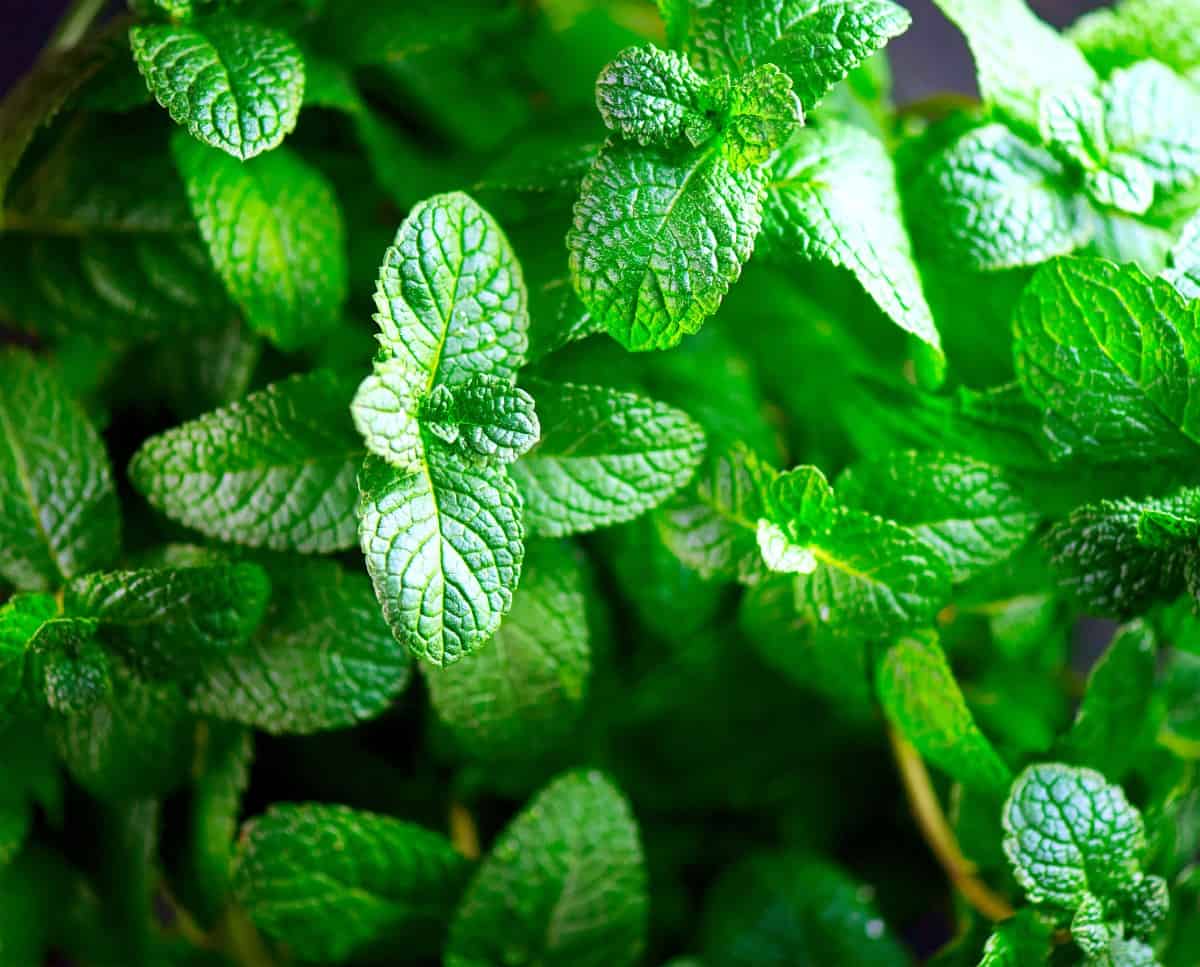 Peppermint is a delicious-smelling plant that can be invasive if not trimmed regularly.
