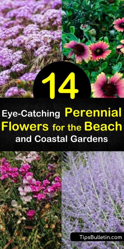 Learn how to plant coastal gardens that are salt and seaside tolerant. Attract hummingbirds to the yard with bee balm and fill the garden with ornamental grasses, yarrow, salvia, aster, and gaillardia. #beachgarden #growingbeachflowers #perennialsforbeach