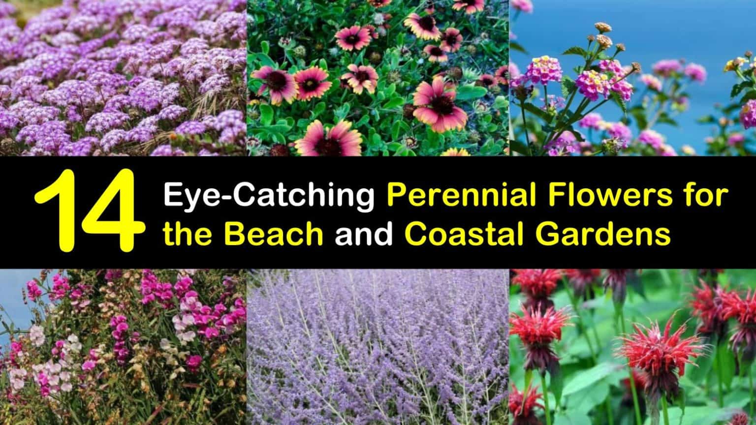 14 EyeCatching Perennial Flowers for the Beach and Coastal Gardens