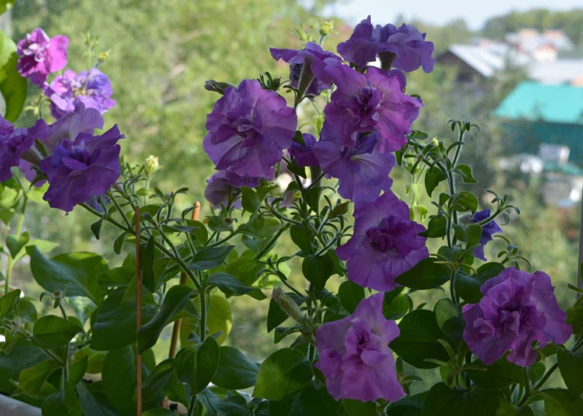 Petunias work well in pots or window boxes.