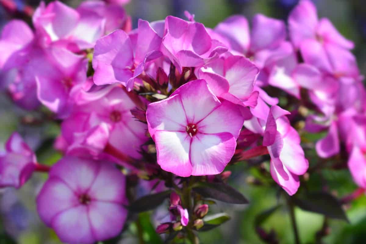 The star-shaped blooms of the phlox are attractive in any setting.