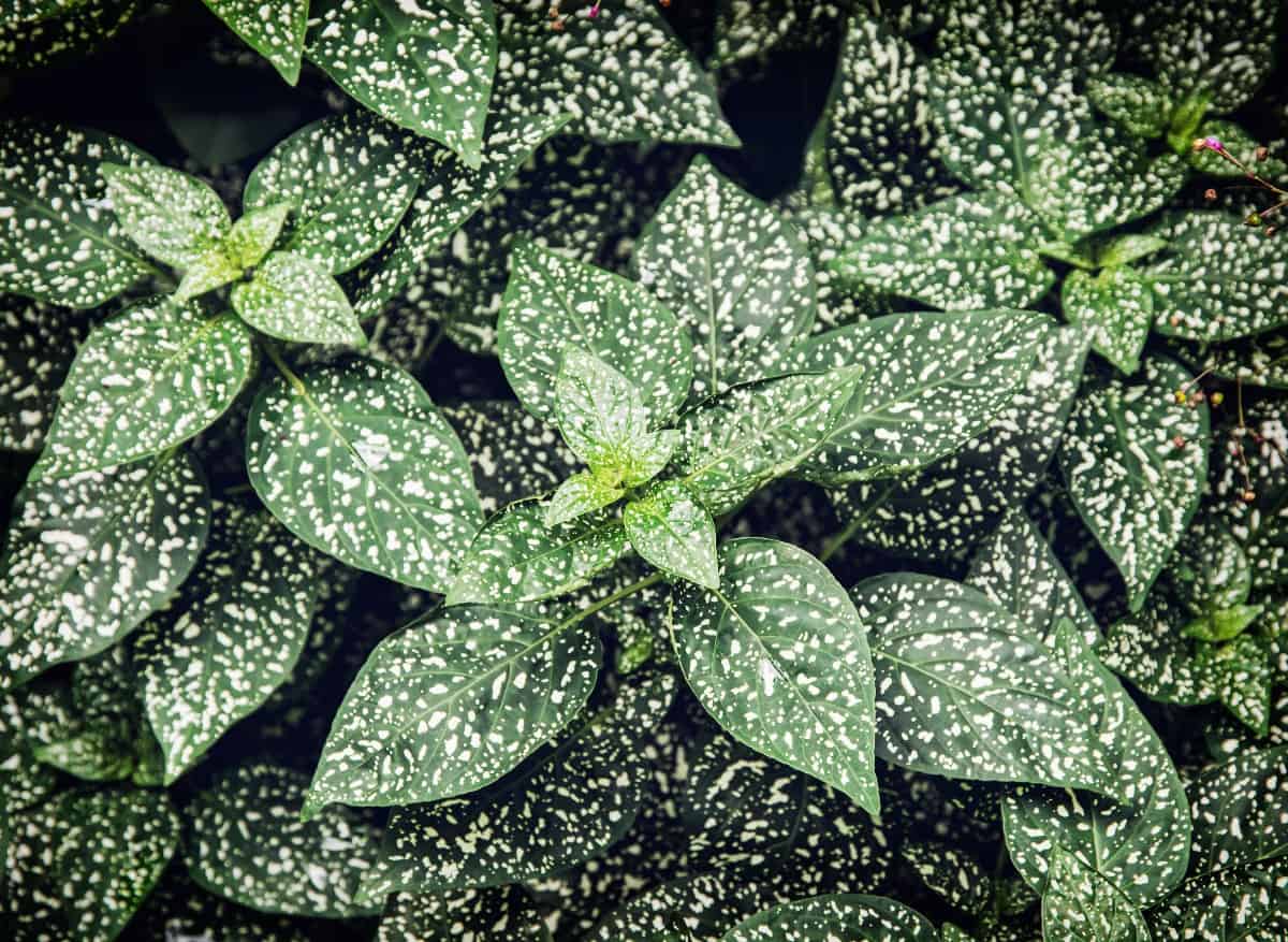 The polka-dot plant loves shady areas.