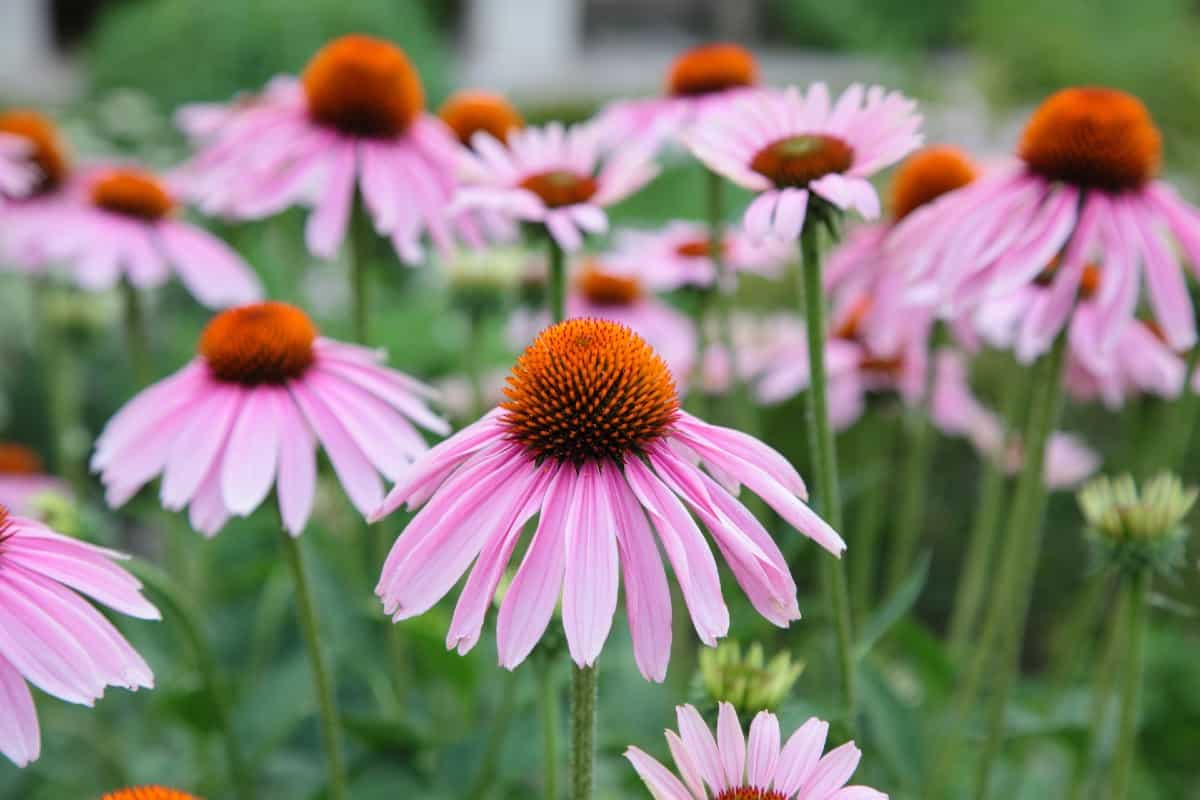 Purple coneflower plants are easy to grow at home.