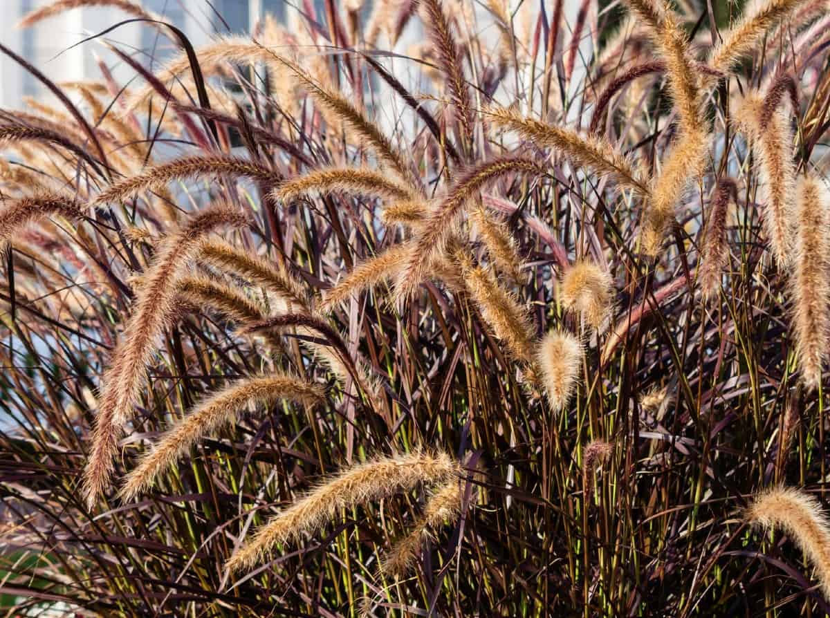 Purple fountain grass looks just as amazing in a pot as it does in the ground.