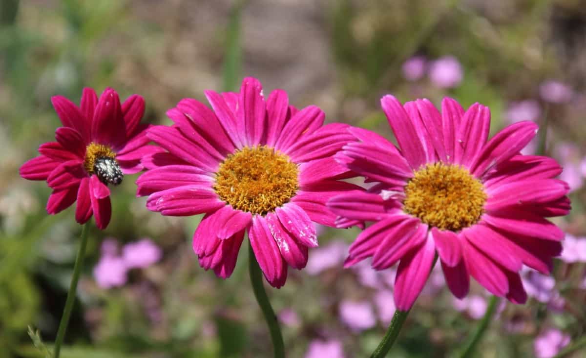 The pyrethrum daisy needs lots of sunlight to thrive.