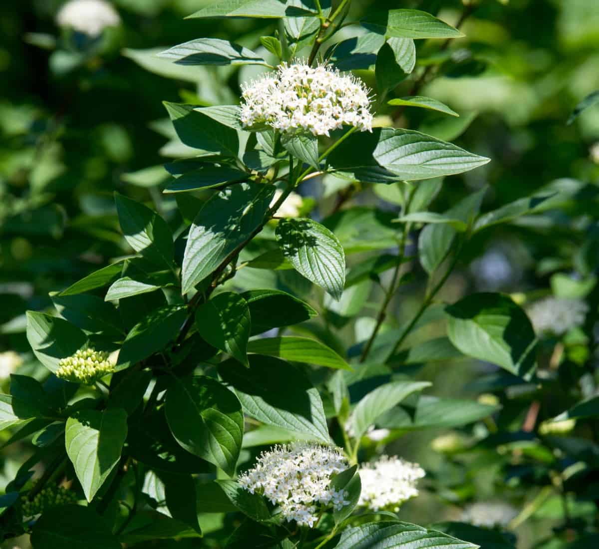 Enjoy the flowers, berries, foliage, and branches of the red twig dogwood in each season.