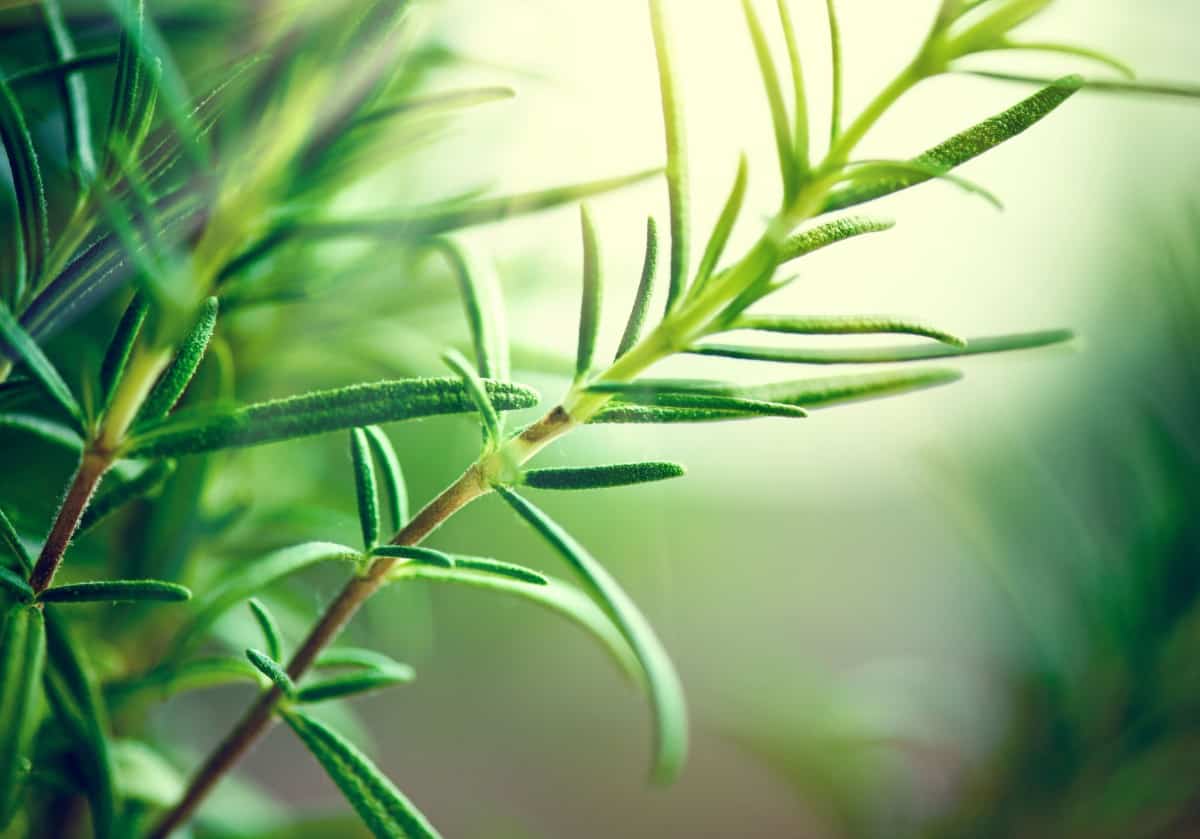 Rosemary repels all kinds of insects, including mosquitoes.