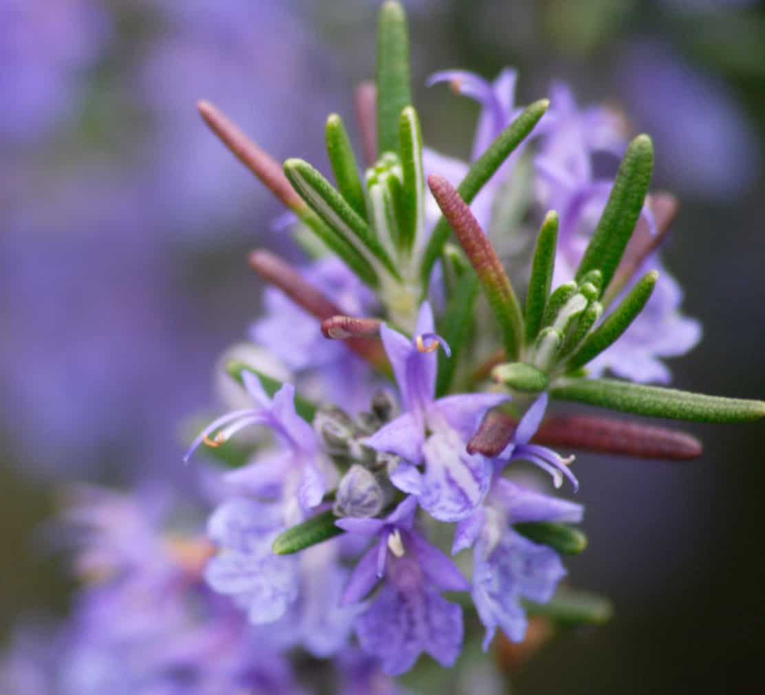 Rosemary is known to repel spiders but attracts pollinators.
