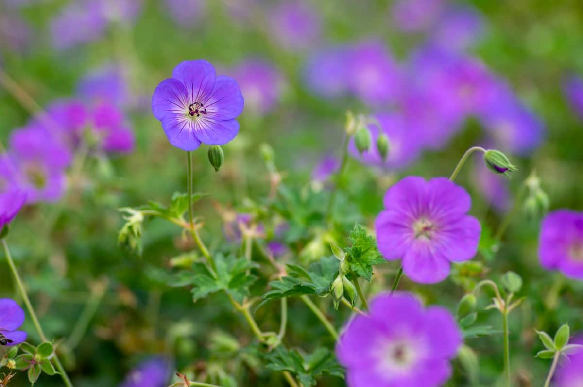 Use Rozanne cranesbill as a pretty groundcover in full sun gardens.