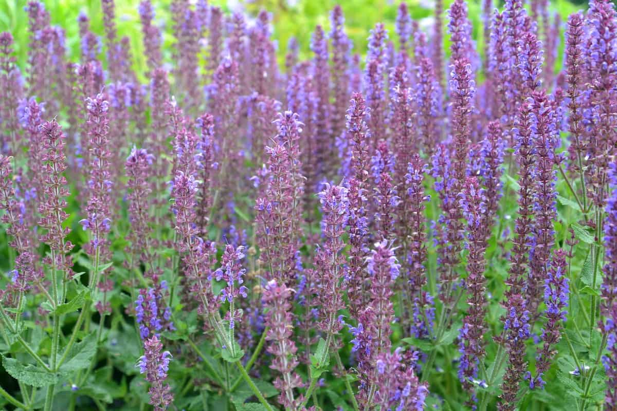For an easy-growing perennial, try Russian sage.