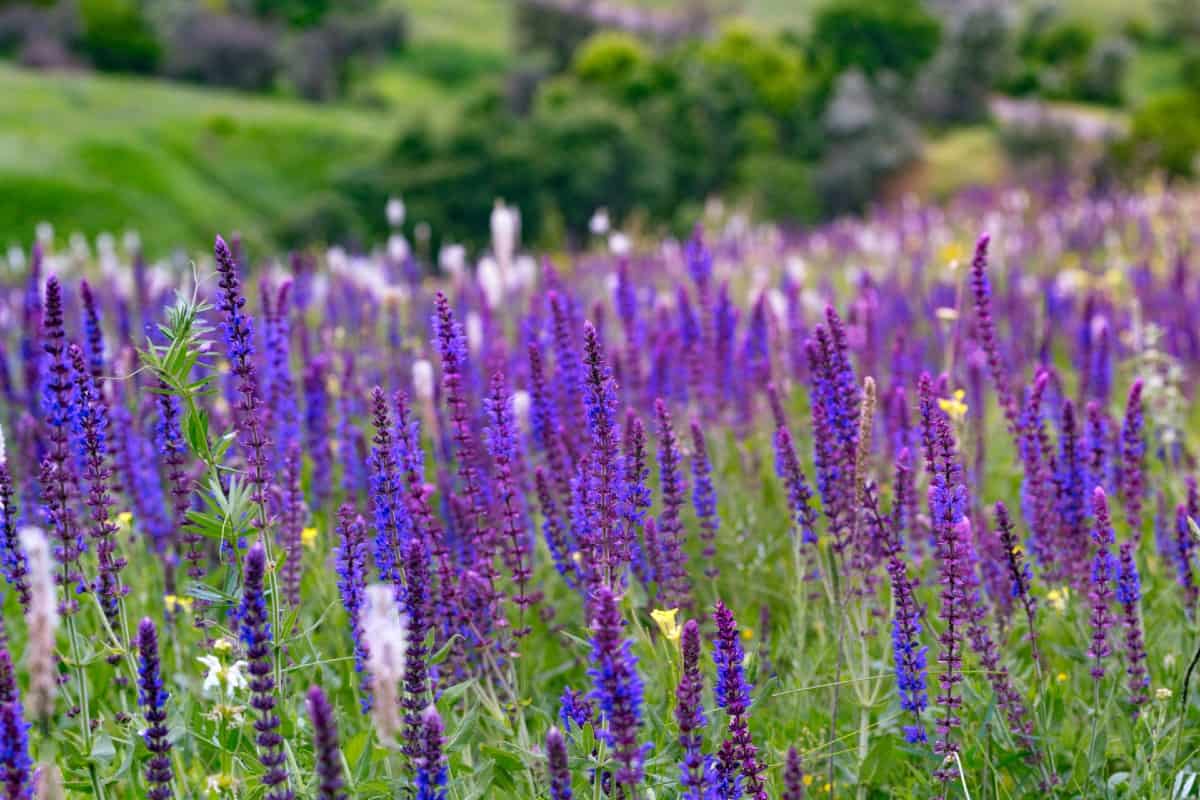 Salvia is a perennial that grows well in gardens or containers.