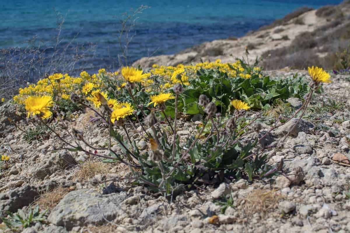 The sea aster has daisy-like blooms.