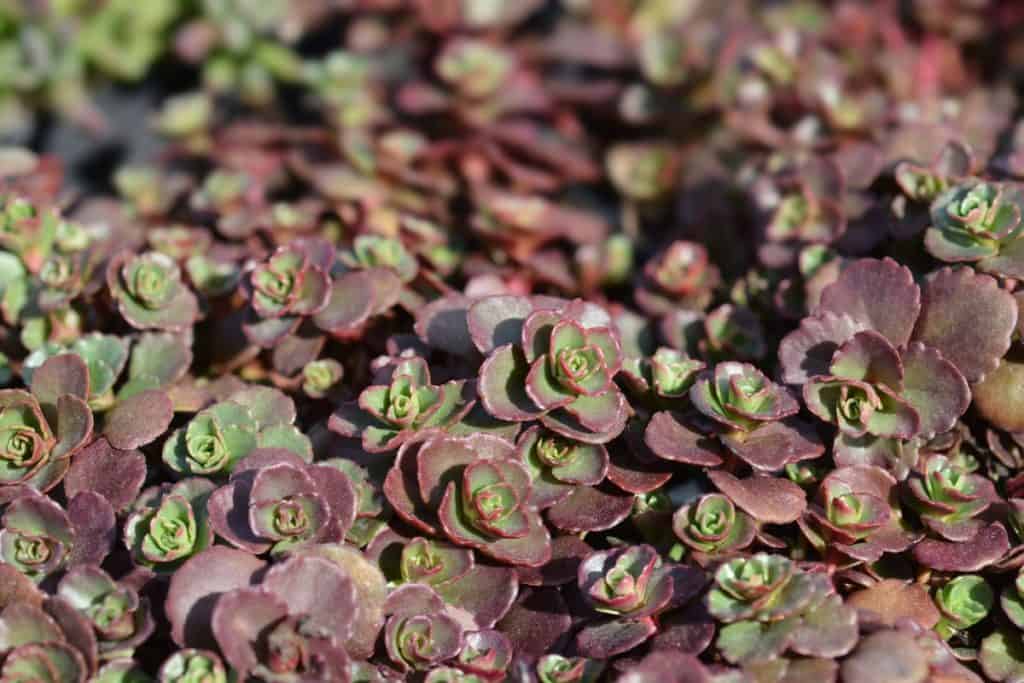 Dragon's blood sedum is an attractive succulent.