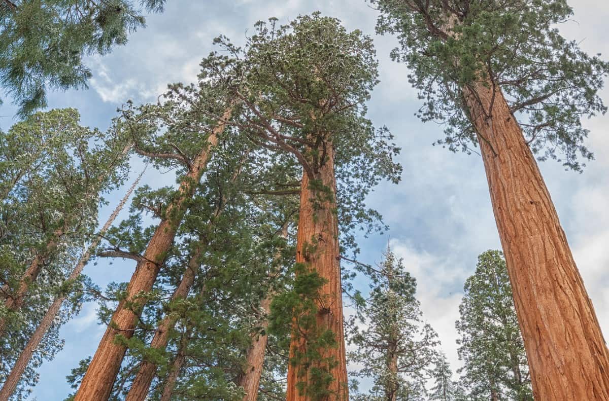 Sequoias are the oldest trees around.
