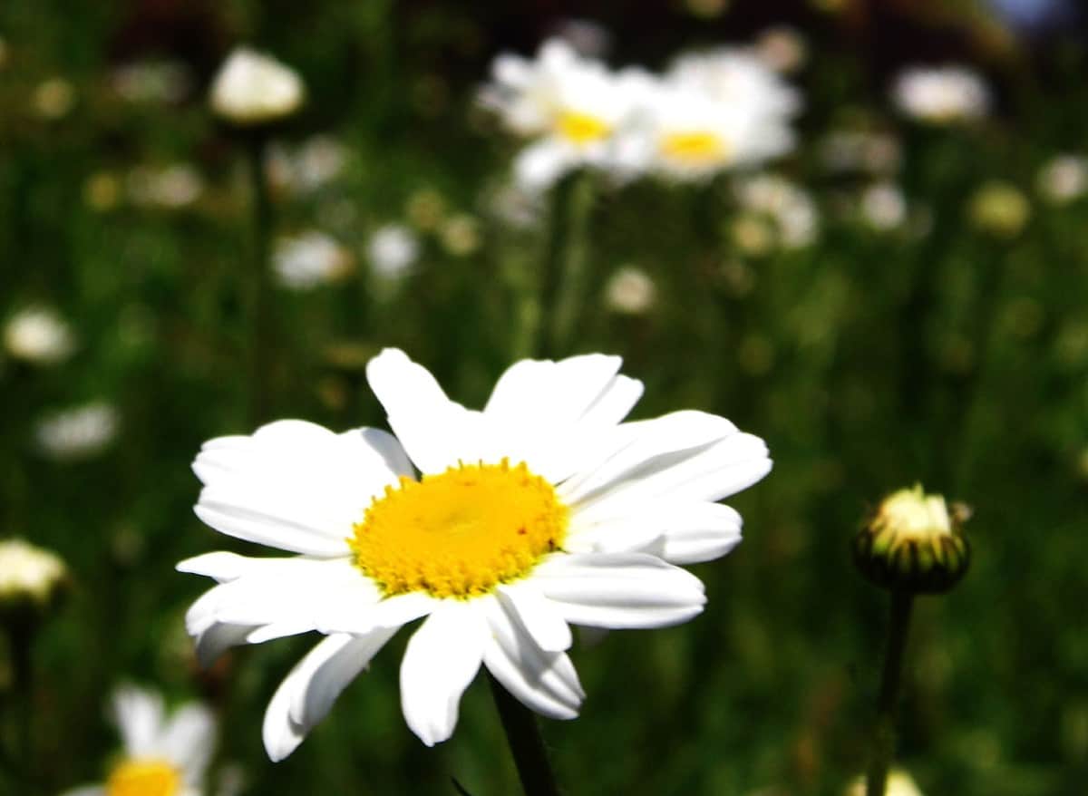 Keep the Shasta daisy well watered and it will thrive.