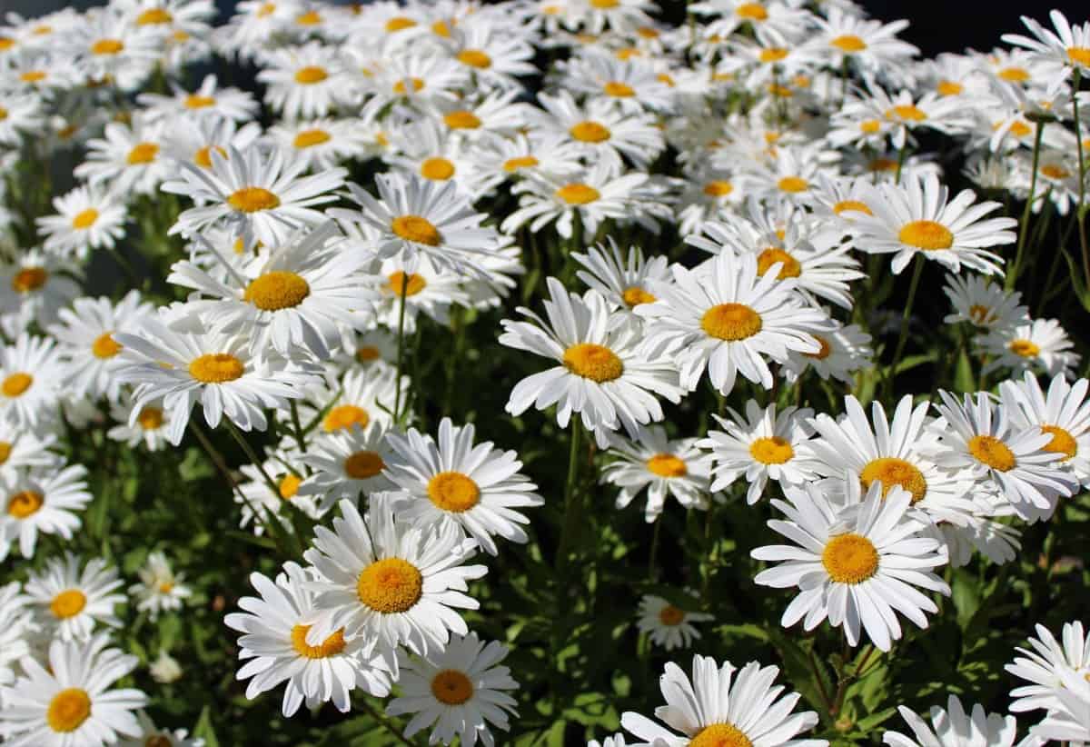 The more sun the shasta daisy gets, the better it blooms.