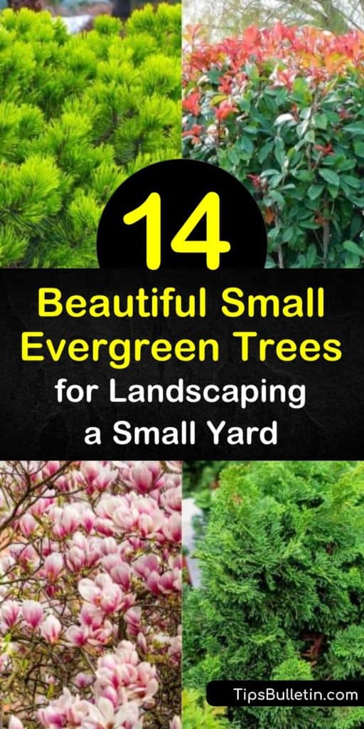 Discover how to landscape your small yard with a low growing conifer or evergreen tree. Plant picea glauca, arborvitae thuja, juniperus, and other small evergreens to fill your space with blue-green foliage all year round. #smallevergreentrees #dwarfevergreentrees #evergreensforsmallyards