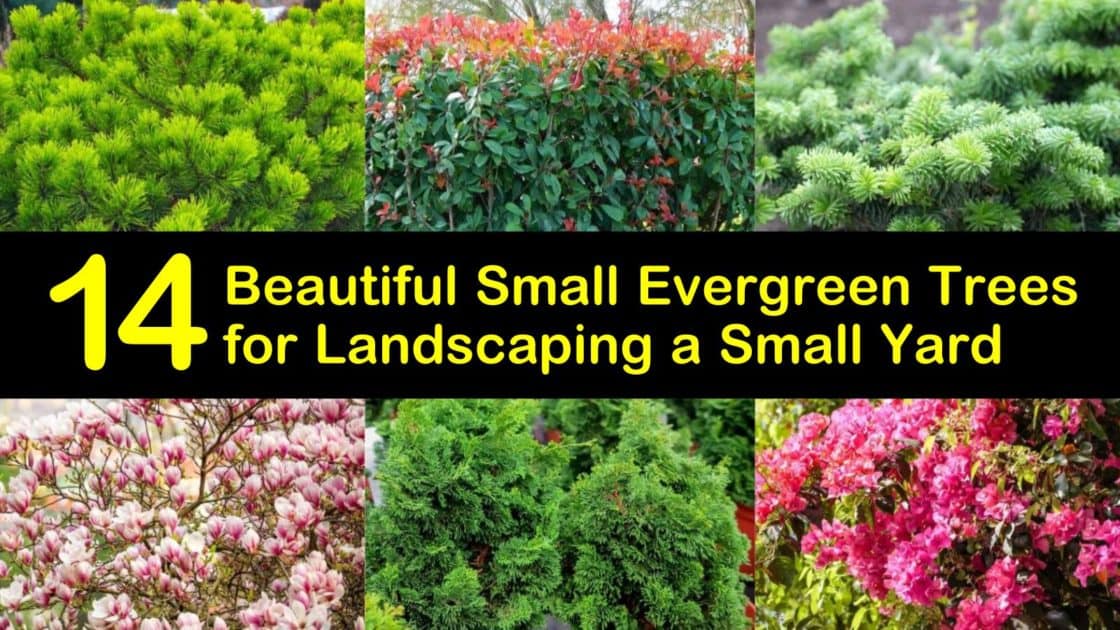 Small Evergreen Trees For Landscaping, Small Green Bushes For Landscaping