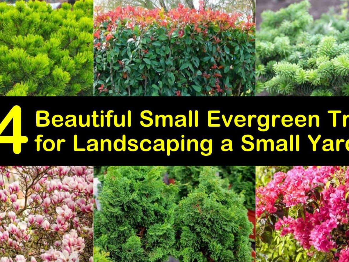 Small Evergreen Trees For Landscaping, Dwarf Bushes For Landscaping