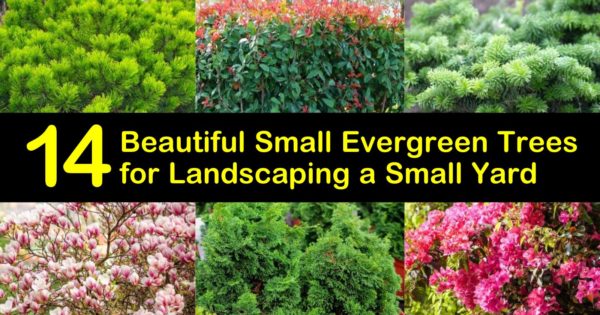 Small Evergreen Trees For Landscaping, Mini Pine Trees For Landscaping