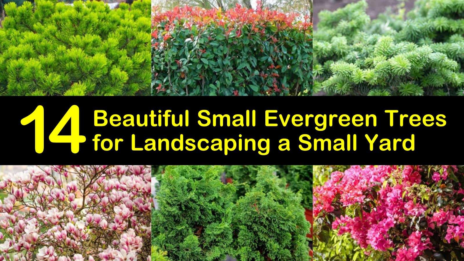 Privacy Bushes For Small Yards / Eight Ways To Make Your Backyard