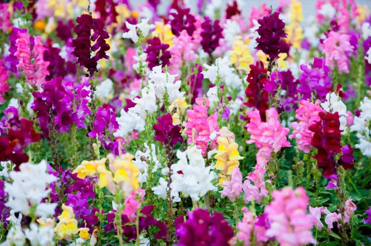 Snapdragons are upright plants with unusually-shaped flowers.