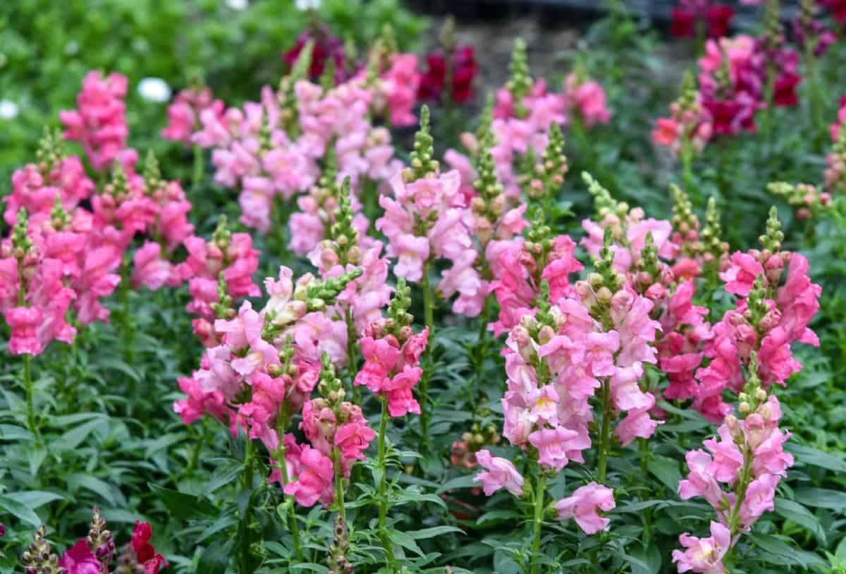 Snapdragons are tall annuals that make an excellent cut flower.