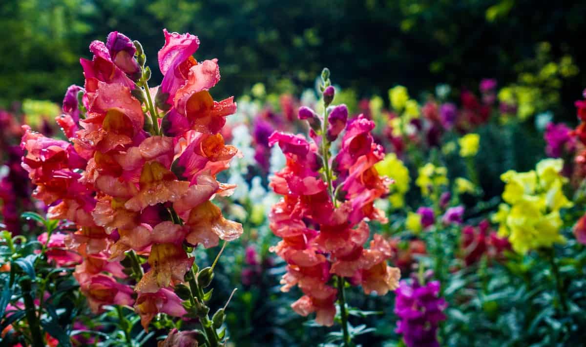 Snapdragons are attractive, unusually-shaped flowers that draw people and pollinators alike.