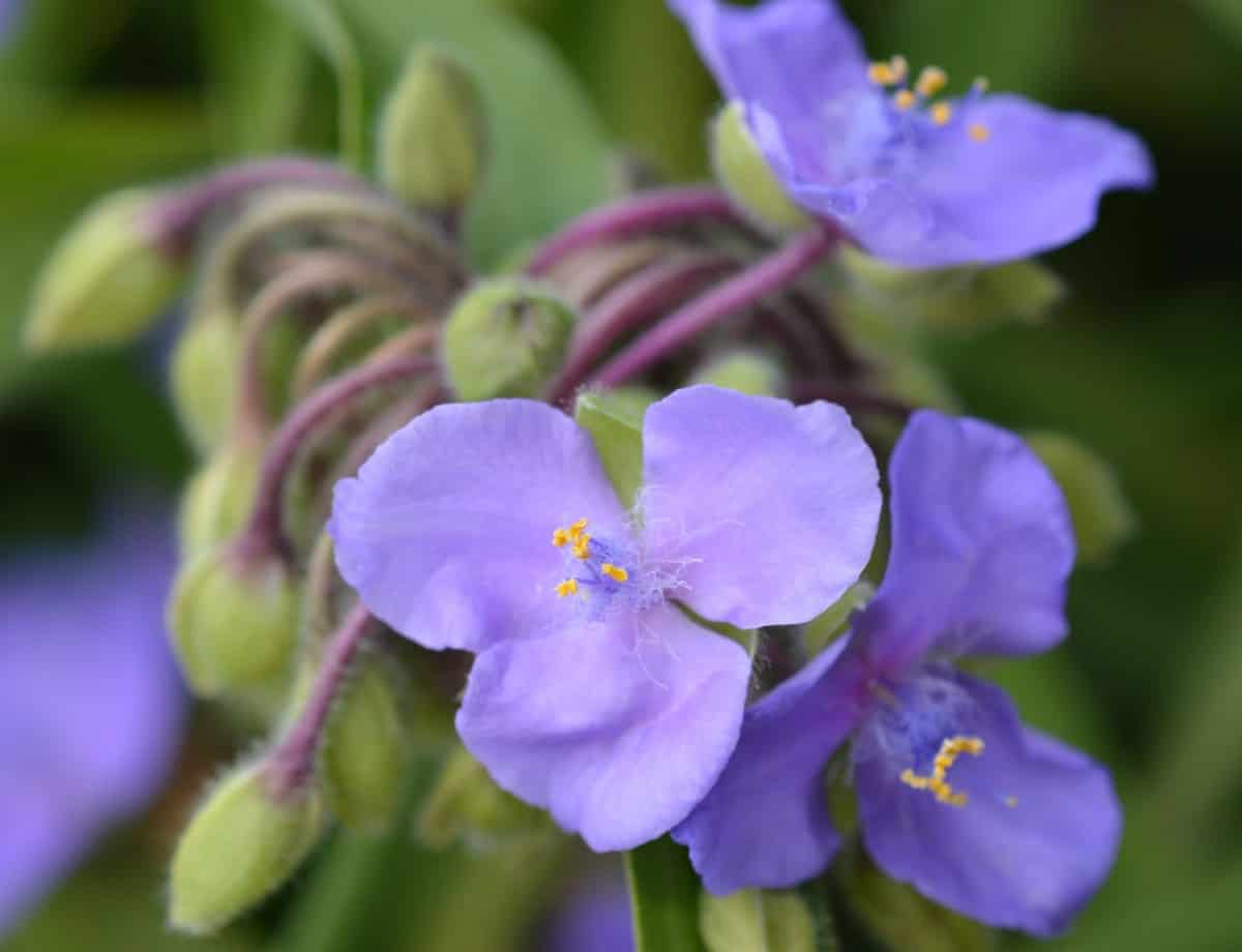 Sweet Kate spiderwort has pretty violet flowers that pair with bright green leaves.