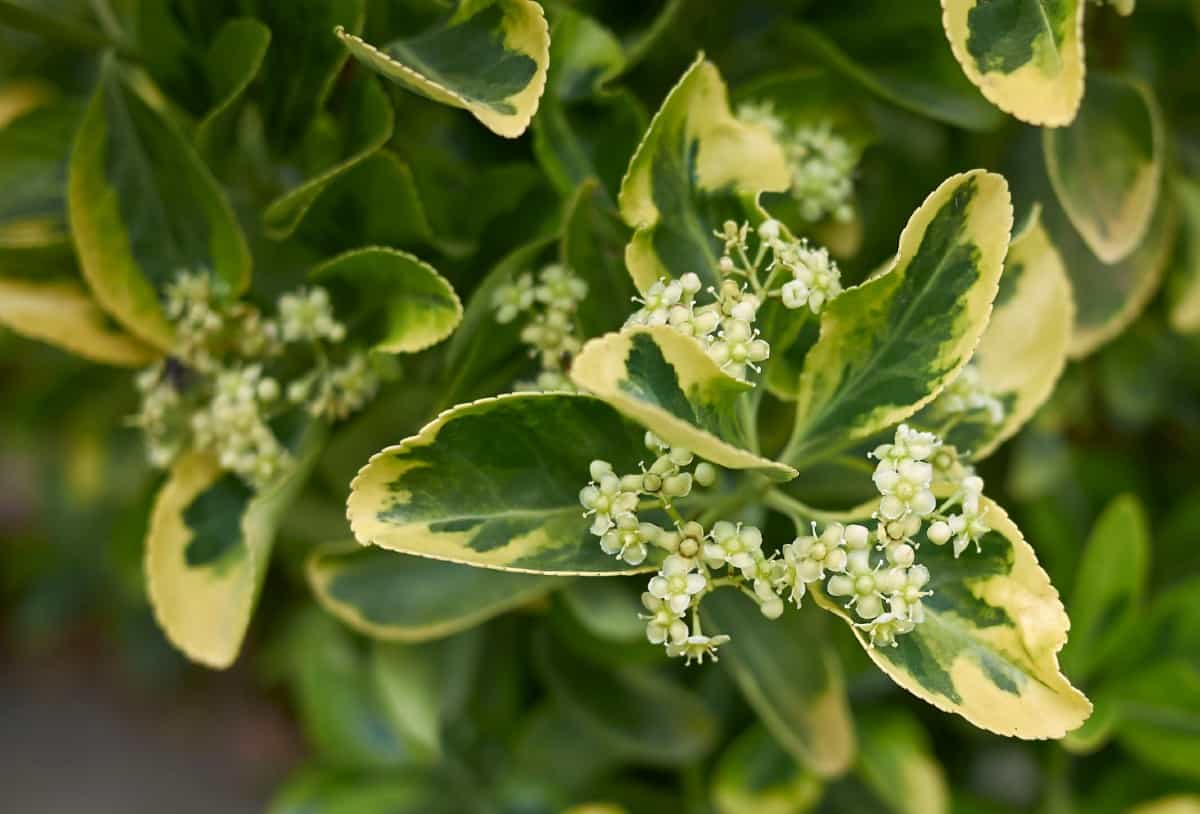 The spindle tree is a variety of euonymus with attractive foliage.