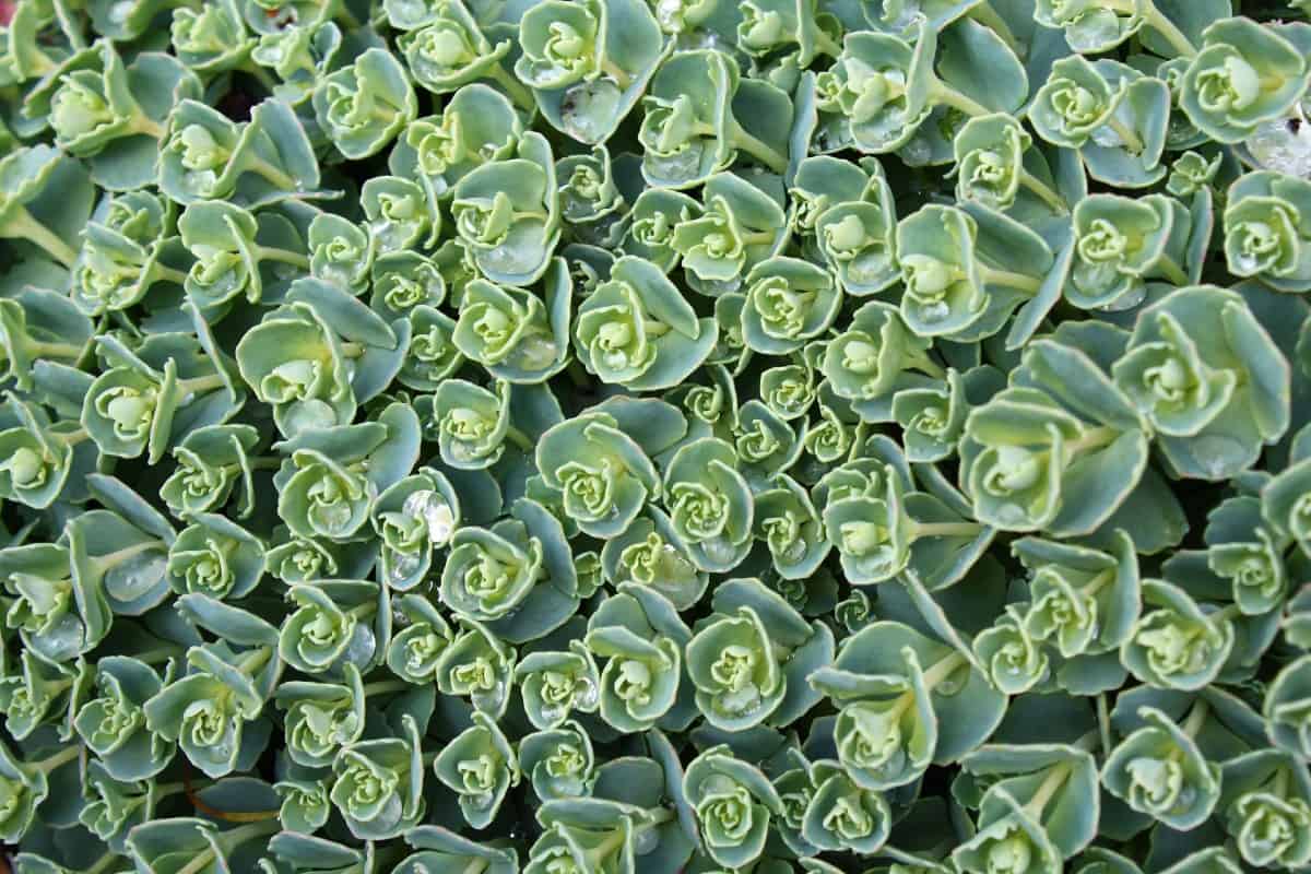 Stonecrop is a succulent that loves full sun.
