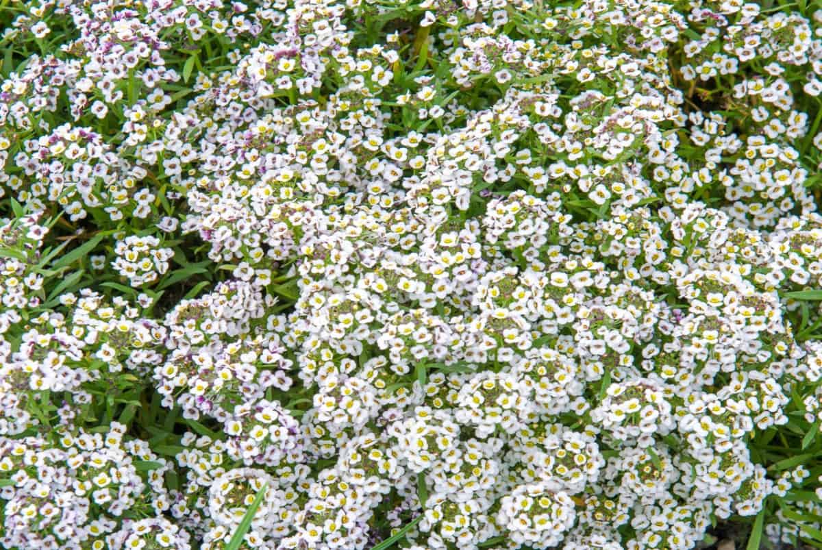 Sweet alyssum has a delightful honey-like fragrance.