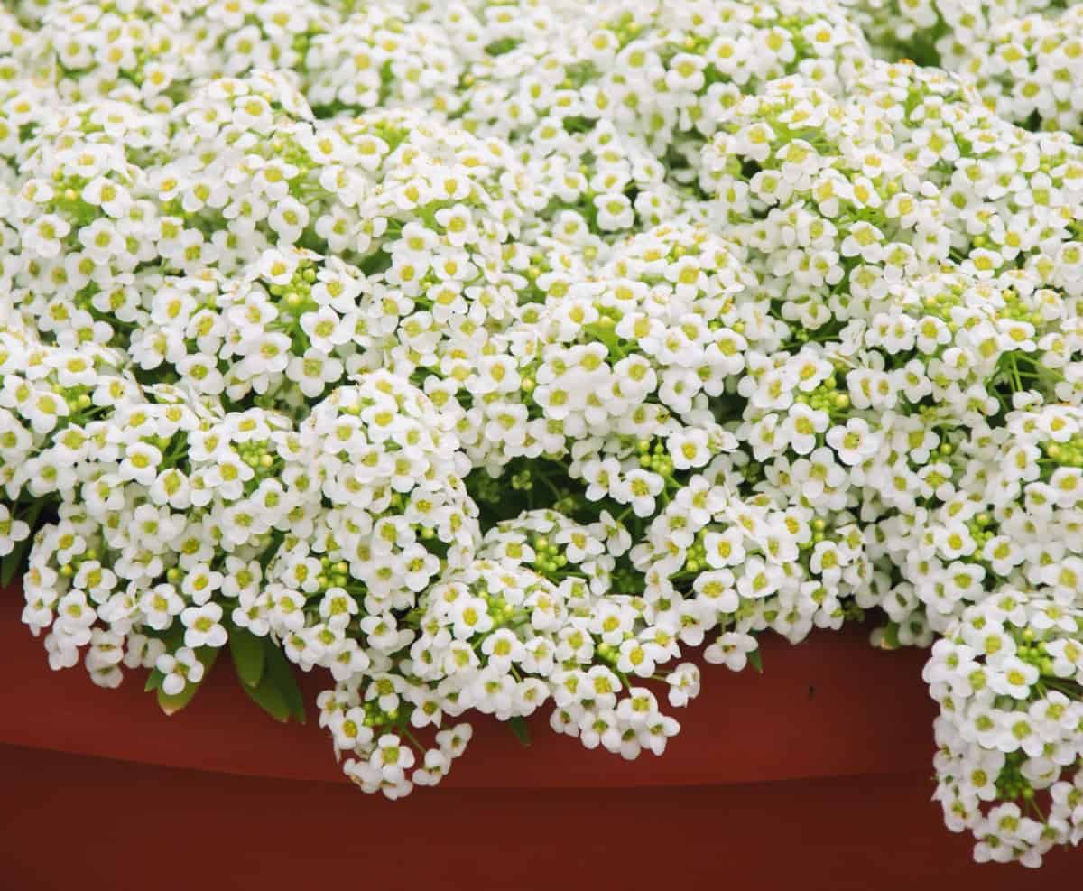 Sweet alyssum is a fragrant, low growing flower that works well in a window box.